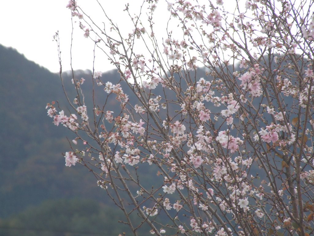 狂い桜