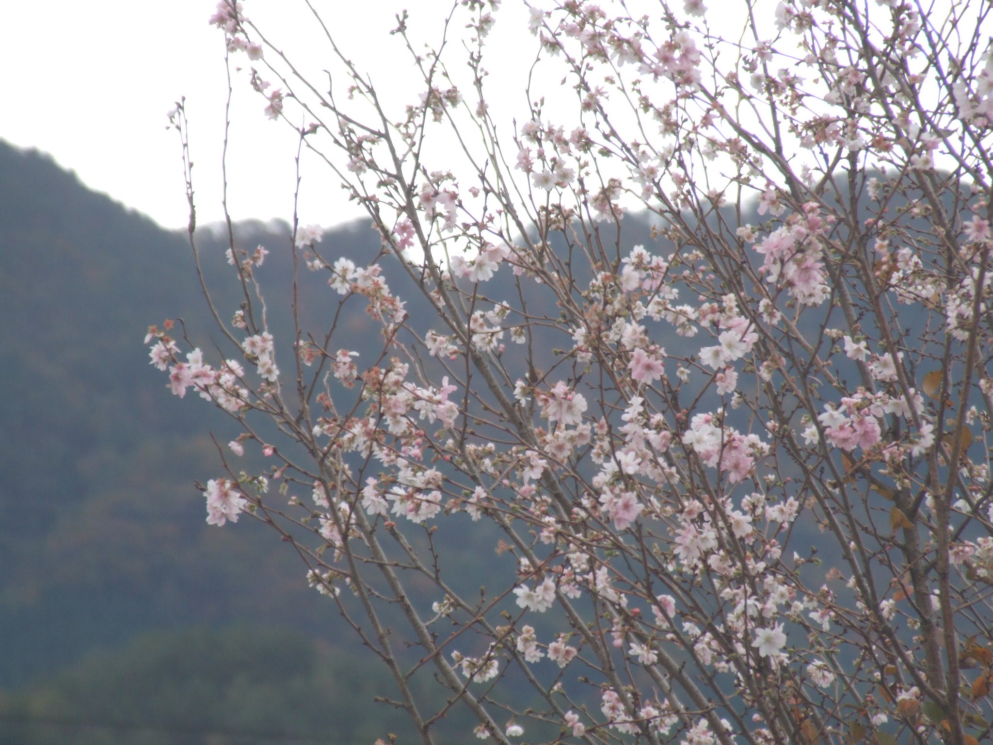 狂い桜