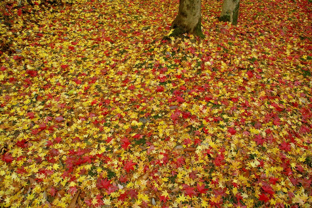 落彩の園