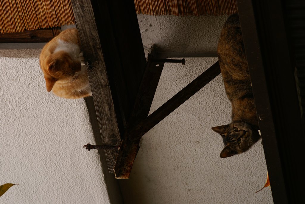 猫の違い棚