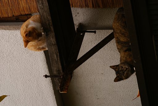 猫の違い棚