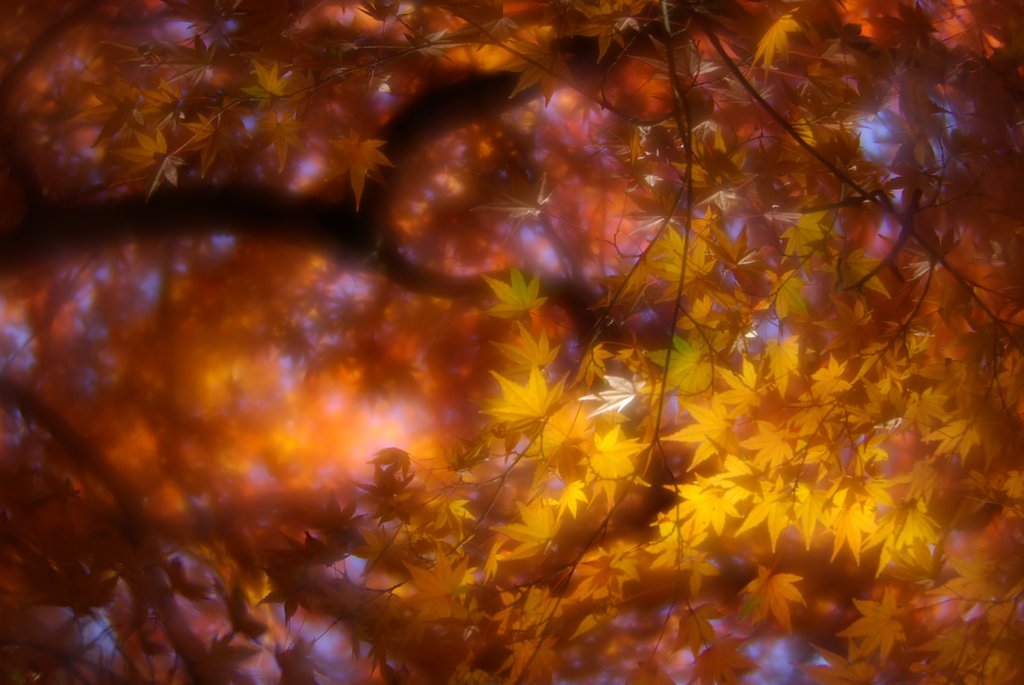K10D初撮り-長瀞の紅葉