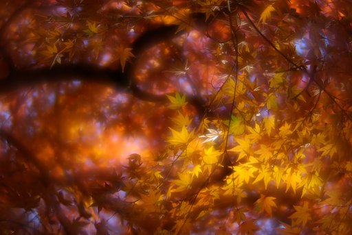 K10D初撮り-長瀞の紅葉