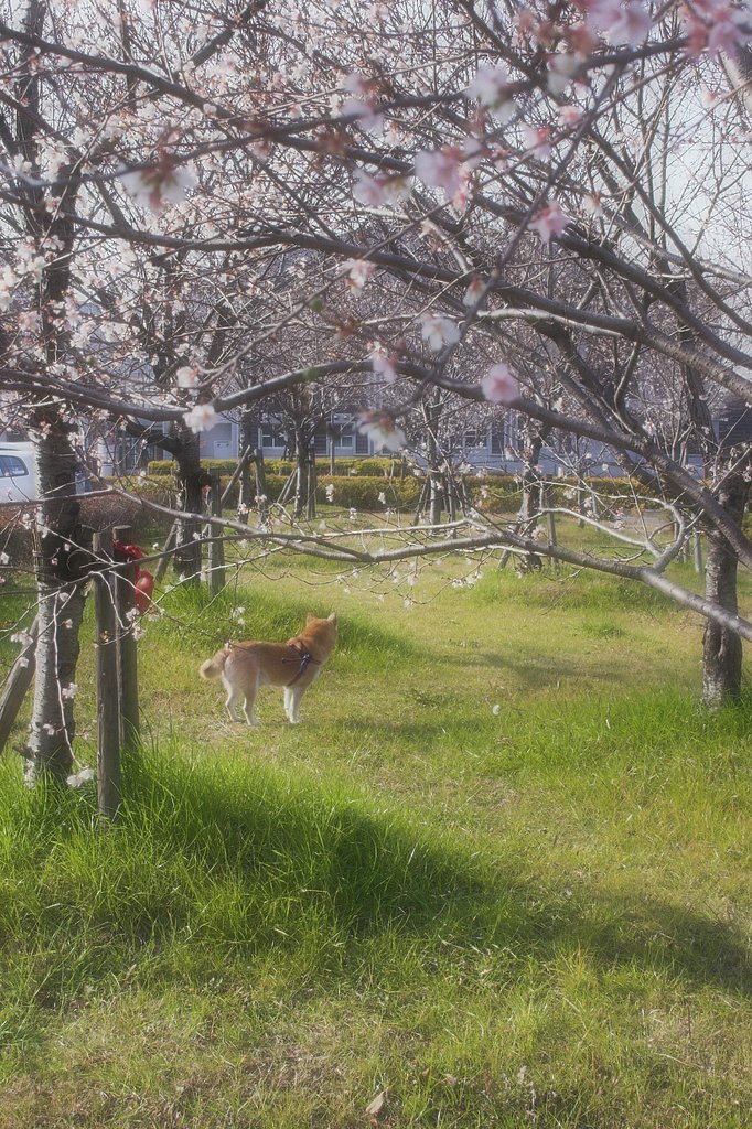 春でござる