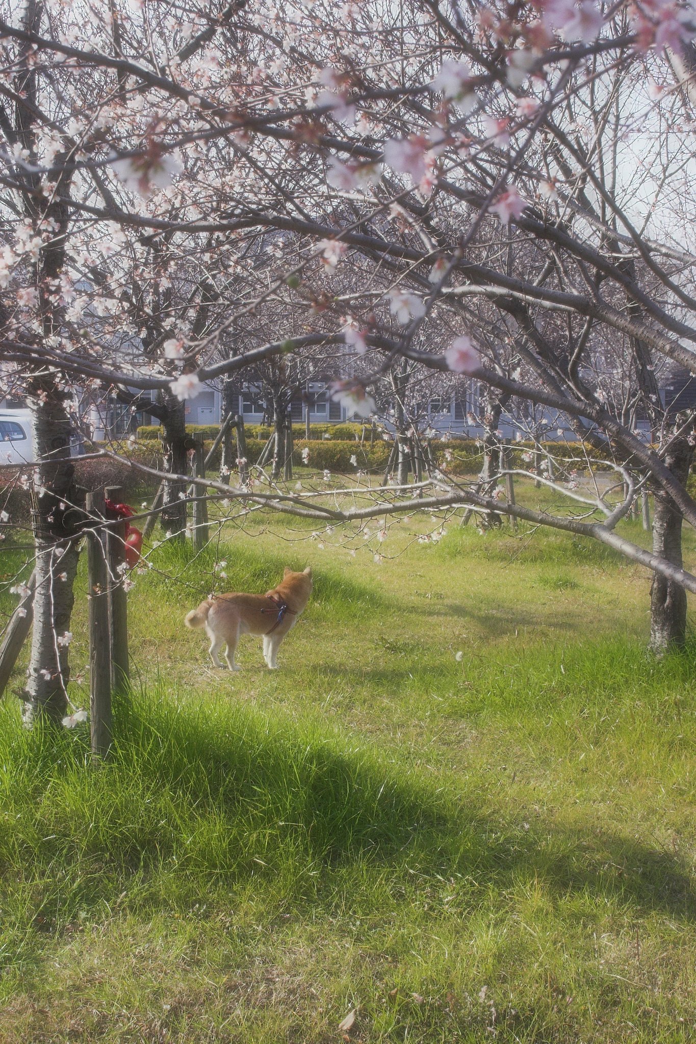 春でござる
