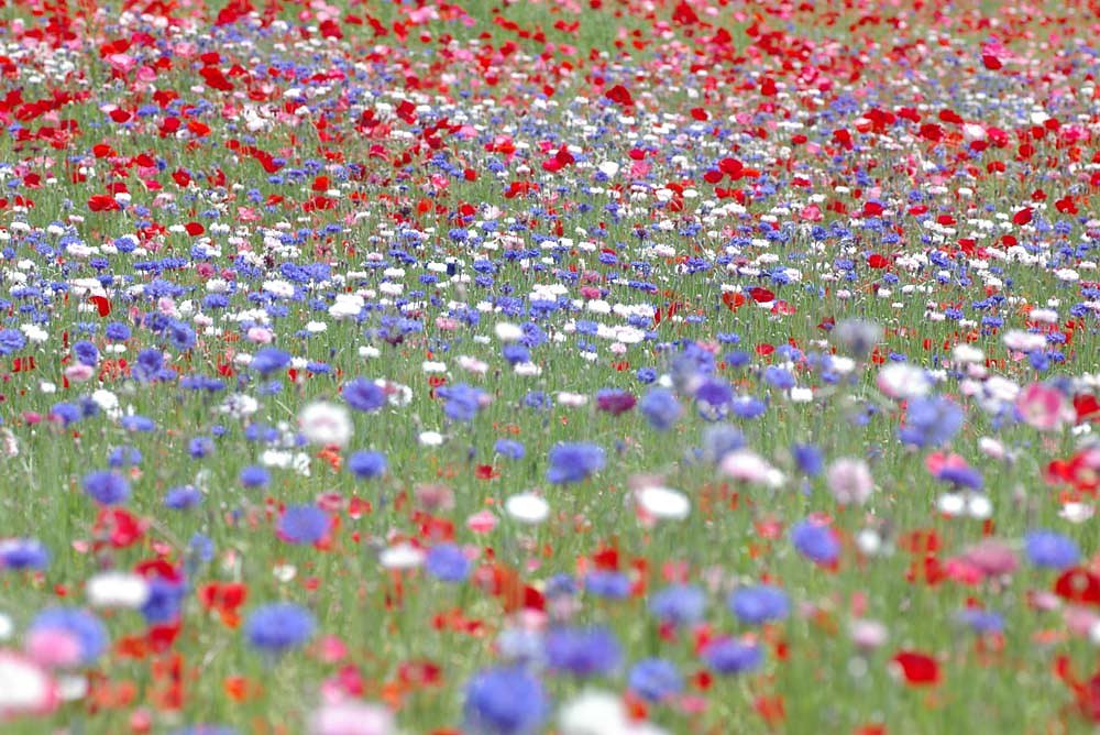 お台場のお花畑
