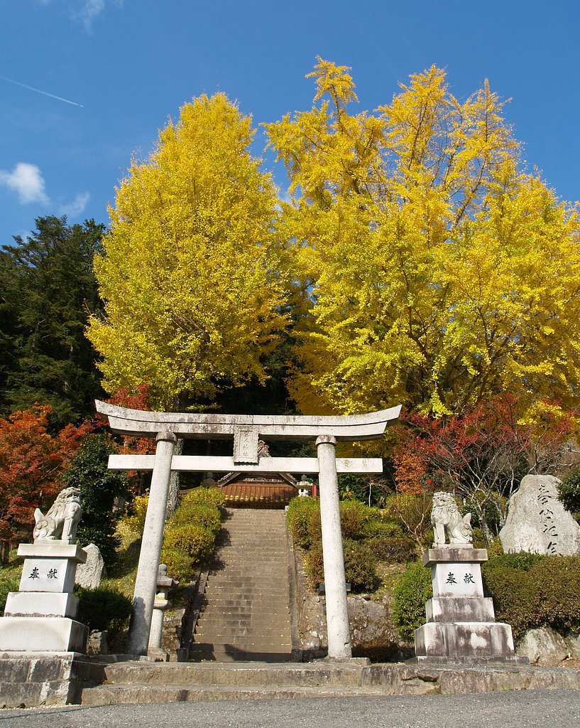 神社の銀杏♪