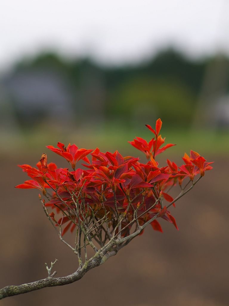 ドウダンツツジの紅葉