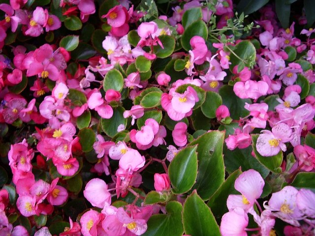 ピンクの花