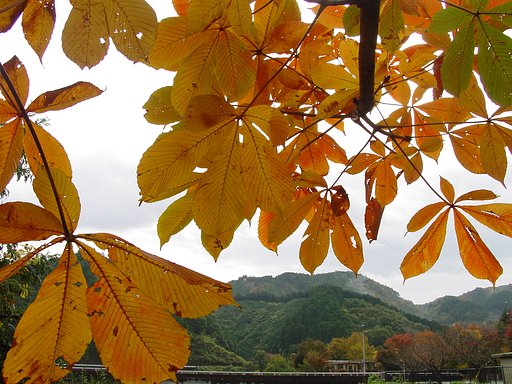 落葉前　その1