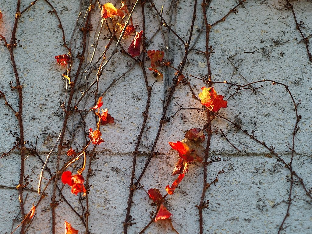 ツタの紅葉