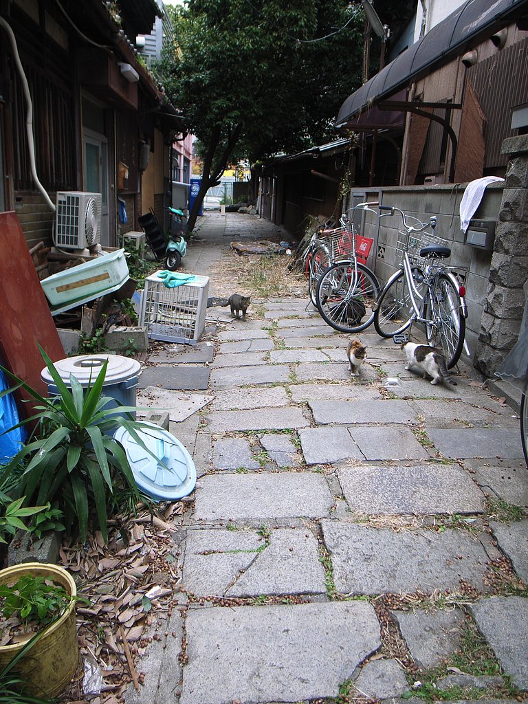 猫の巣②