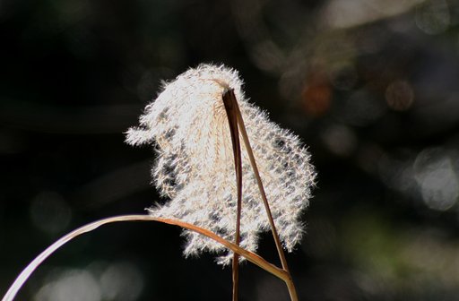 すすき　SIGMA70-300mm
