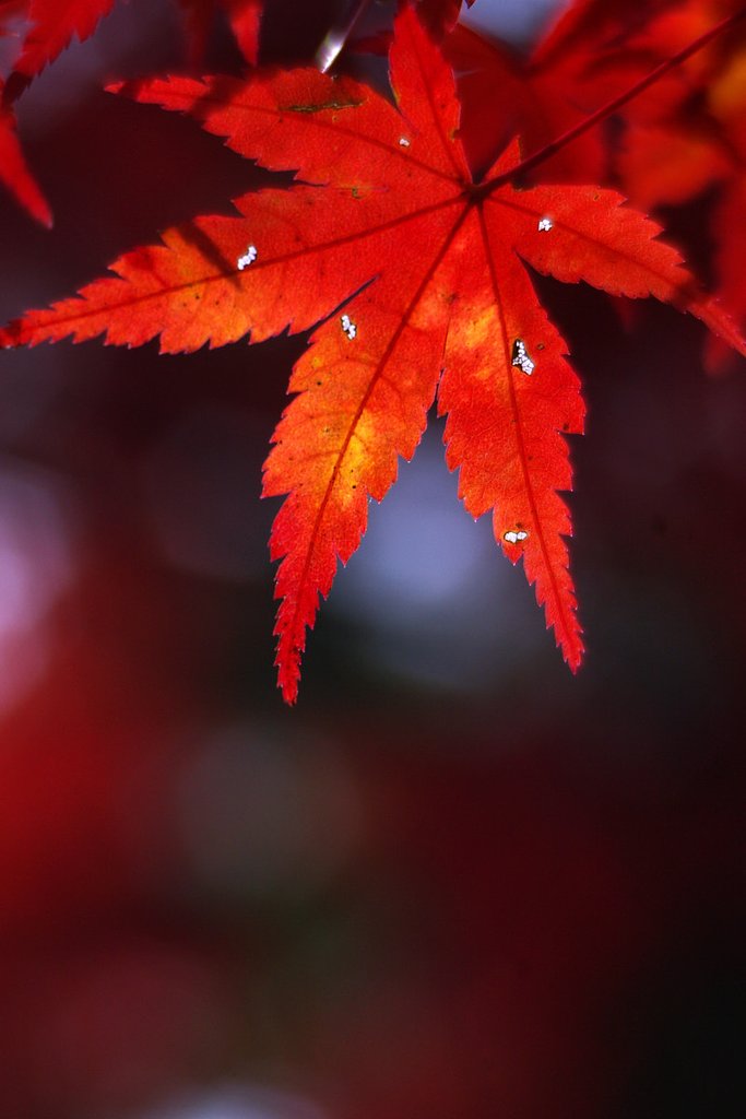 長瀞の紅葉