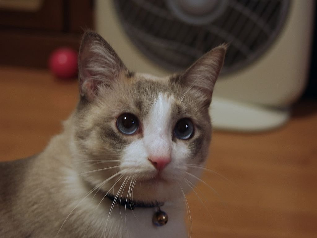 別の猫も^^;