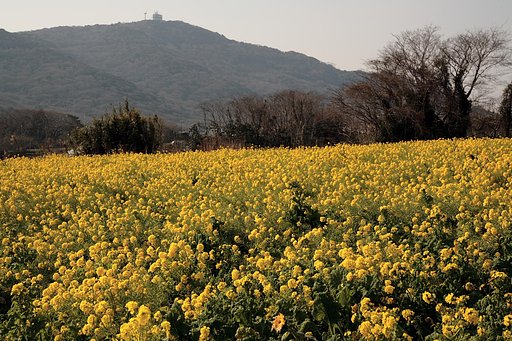 菜の花