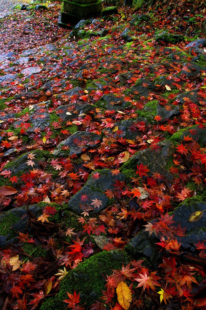 紅い階段