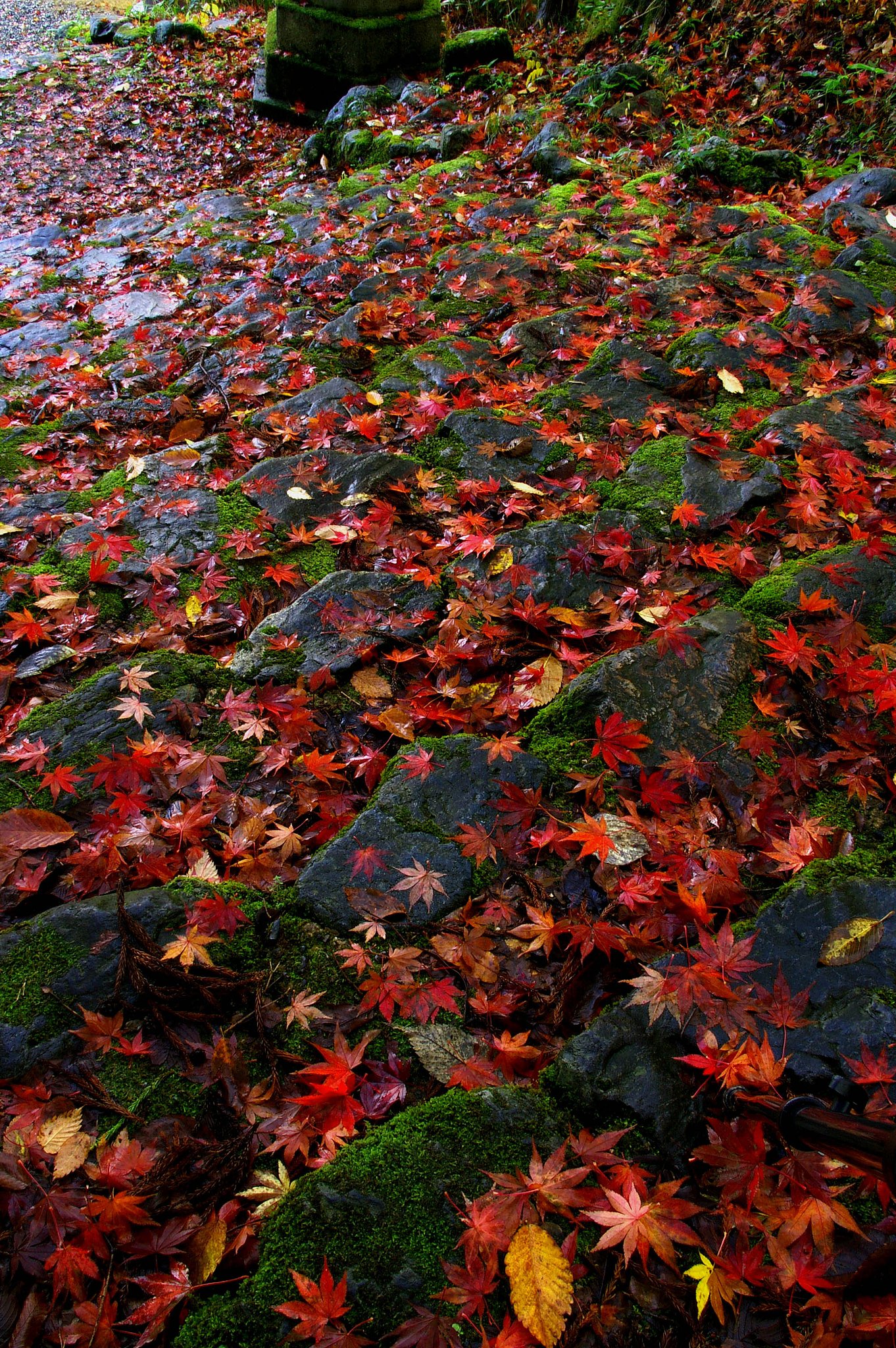 紅い階段