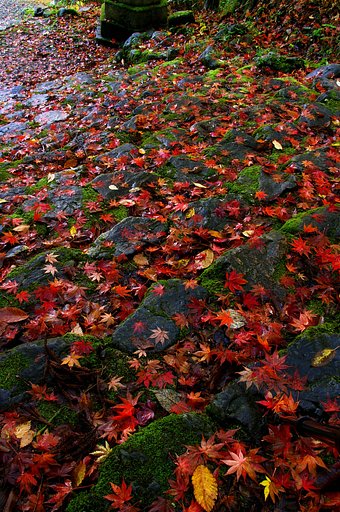 紅い階段