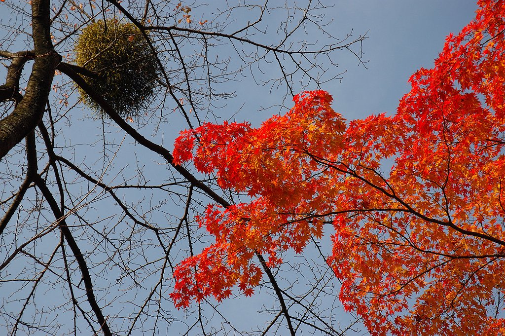 11/22平林寺 やどり木と紅葉