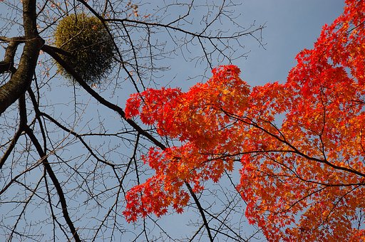 11/22平林寺 やどり木と紅葉