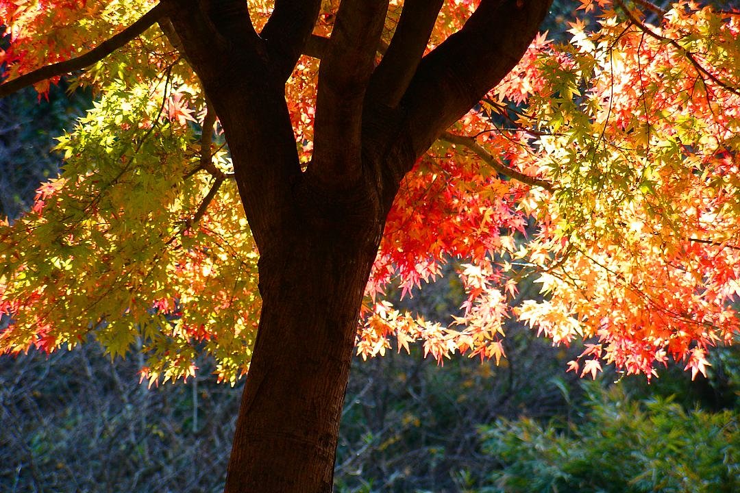 近所の紅葉