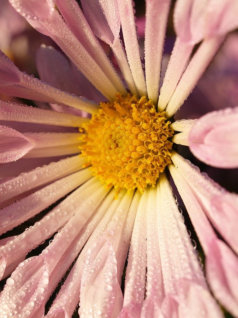 菊の花