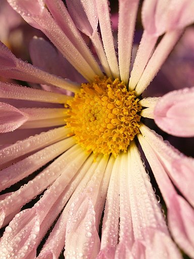 菊の花