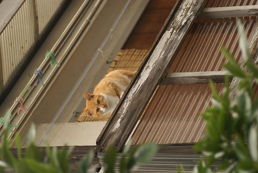 猫町
