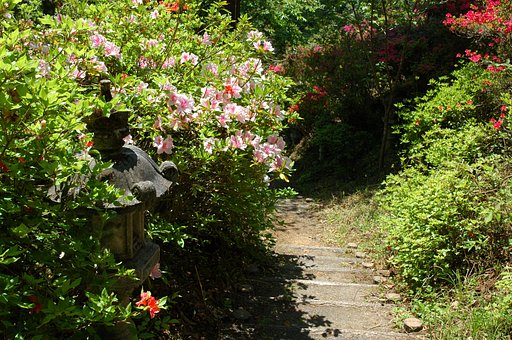 塚越の花祭り