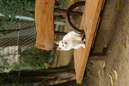 公園猫