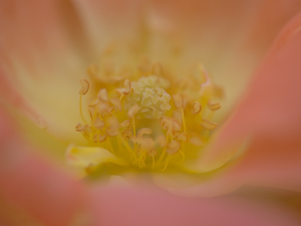 薔薇ふんわり