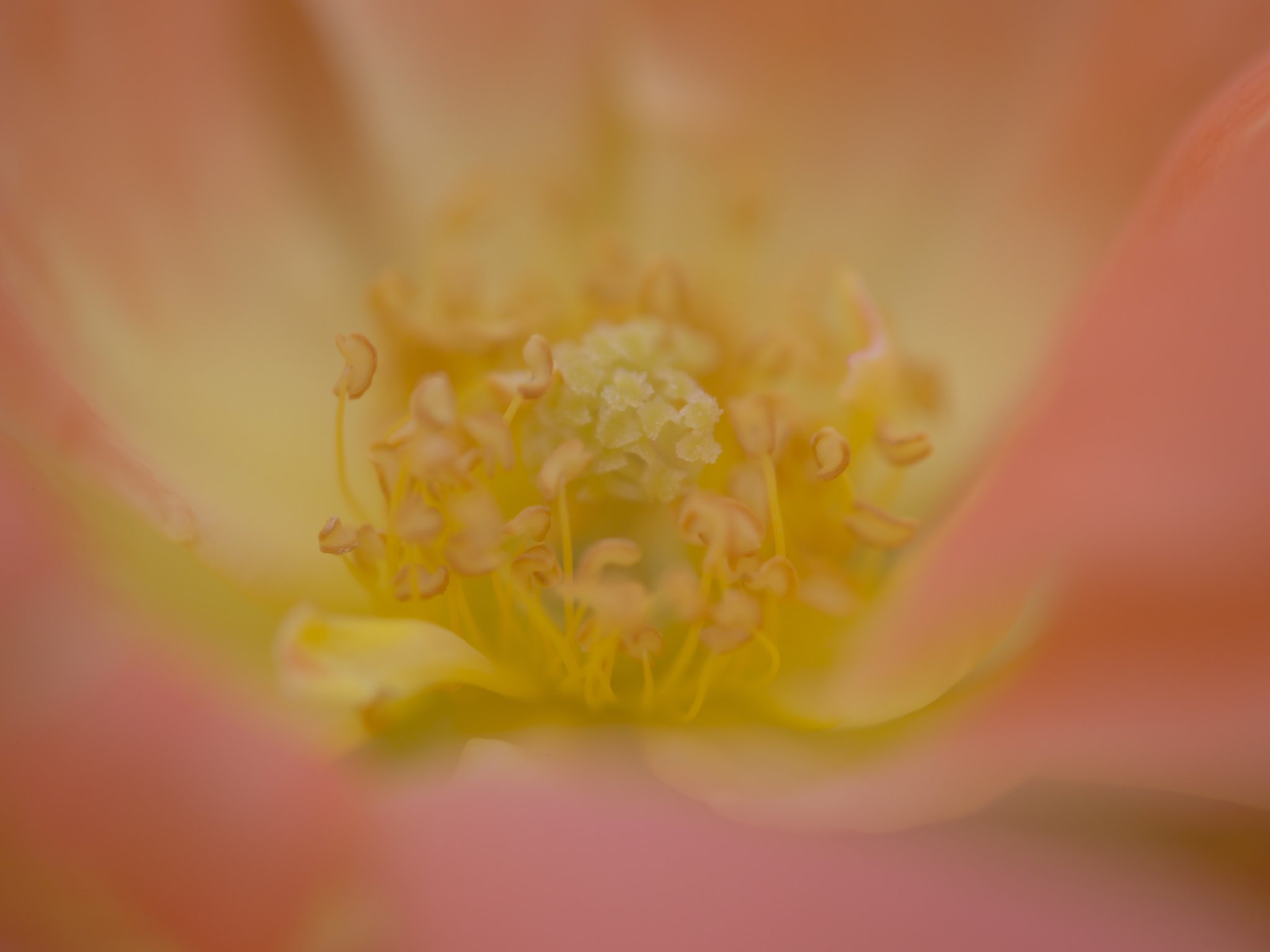 薔薇ふんわり