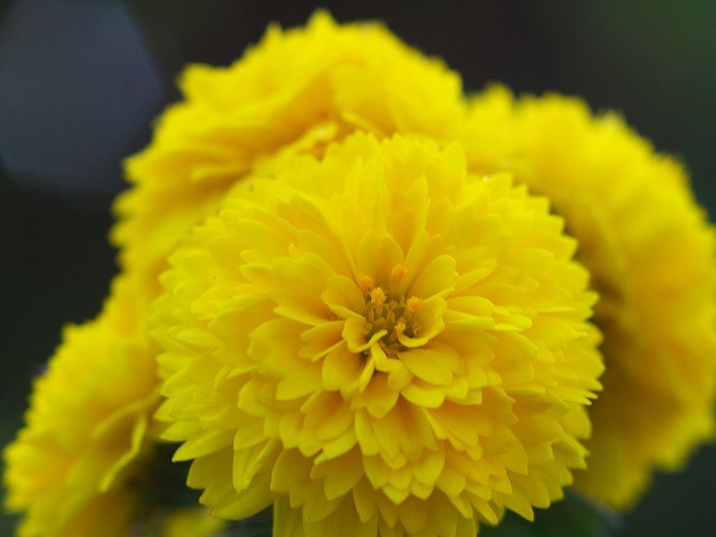 丸い菊