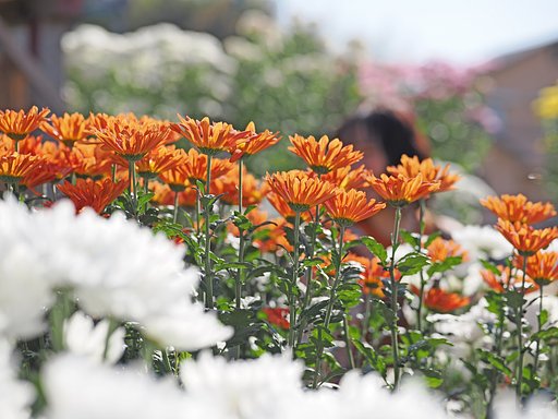 背の高い菊