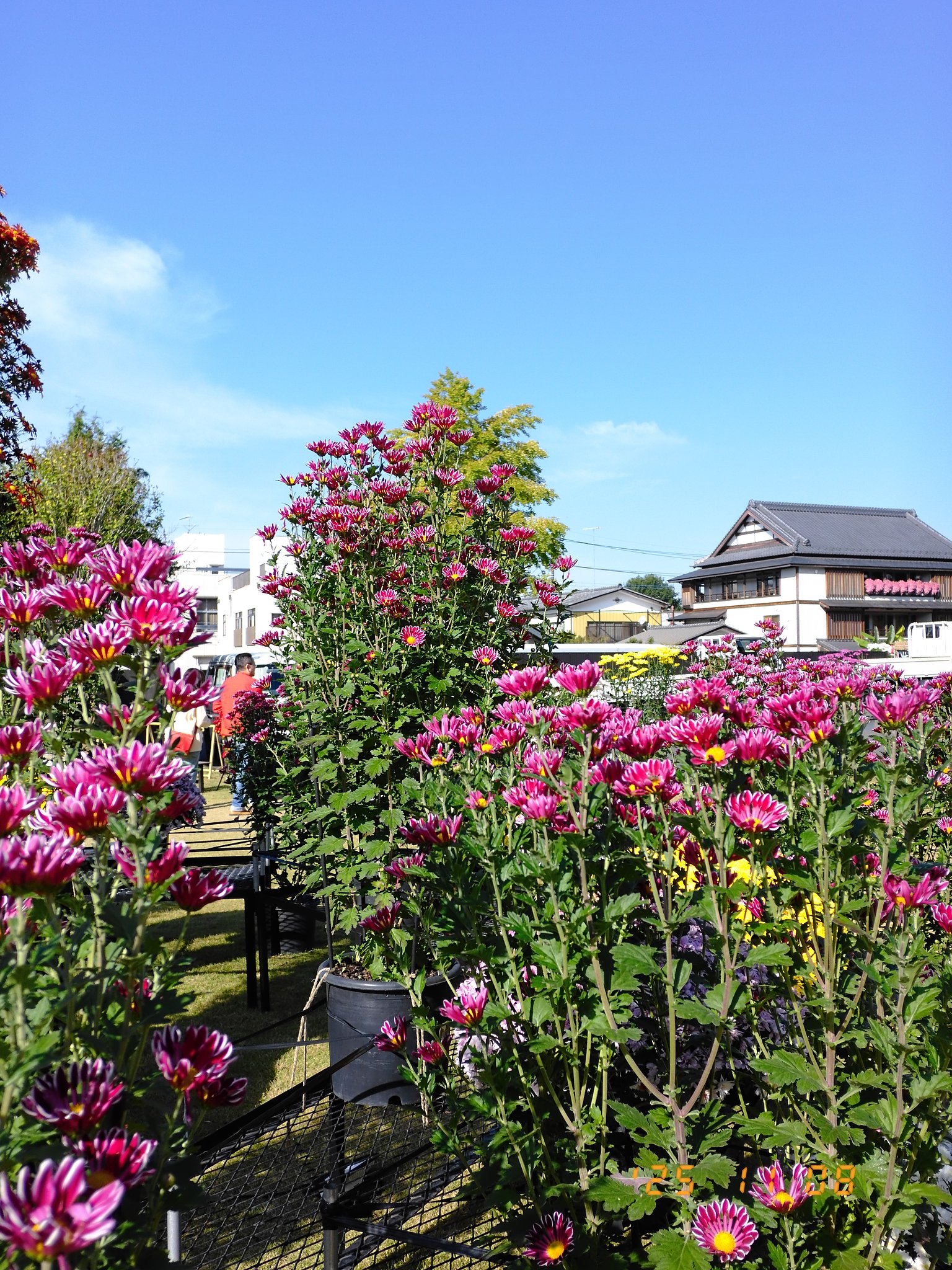 背の高〜い菊