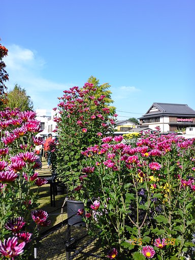 背の高〜い菊