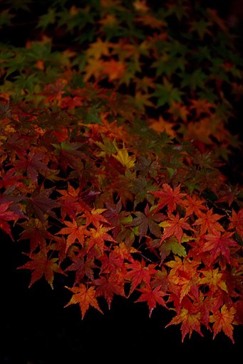 遅れてきた紅葉