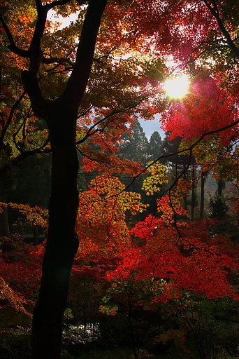 紅葉の切れ間から