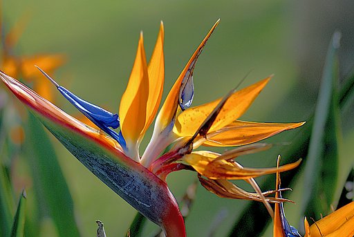 極楽鳥花