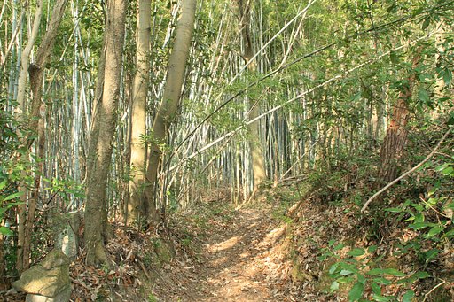私の原風景「里山の小道」