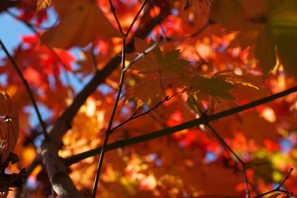 紅葉に囲まれて