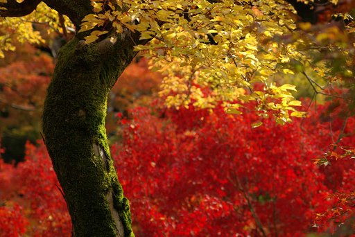 黄葉と紅葉