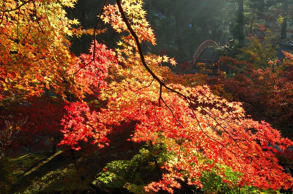 紅葉の境内