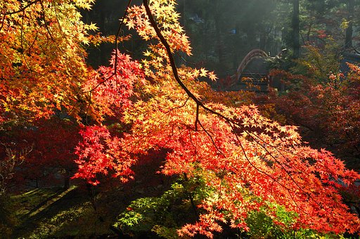 紅葉の境内
