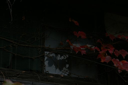 窓に蔦