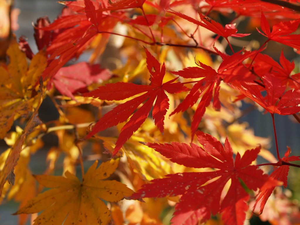 紅葉と黄葉♪