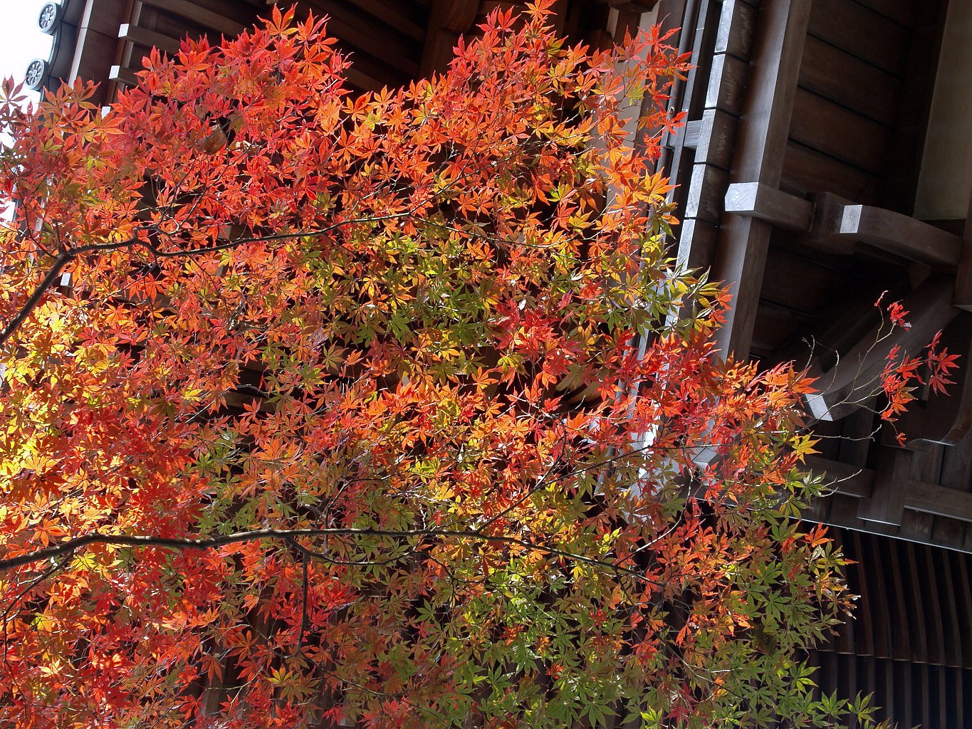 青葉まじりの紅葉