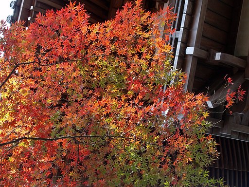 青葉まじりの紅葉