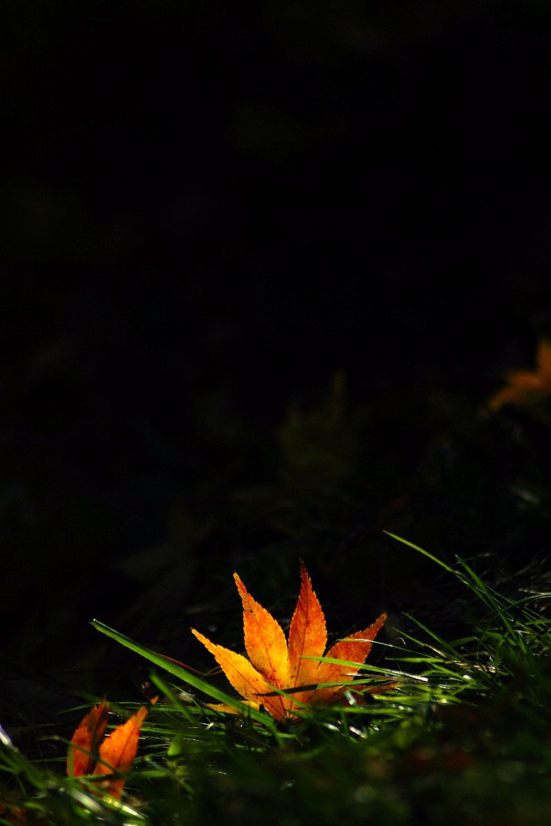 桜山公園の紅葉（１）